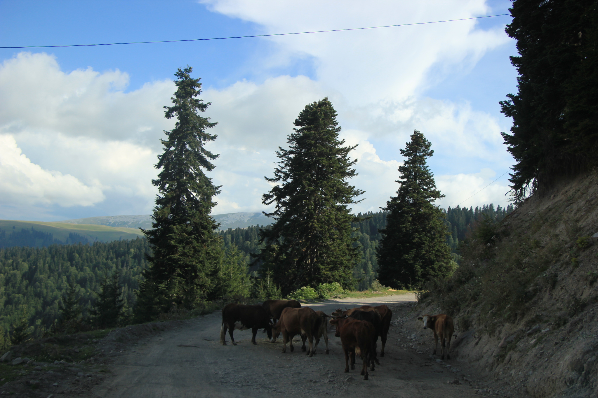 What kind of pass could it be? - My, Georgia, Adjara, Travels, Longpost, Nature