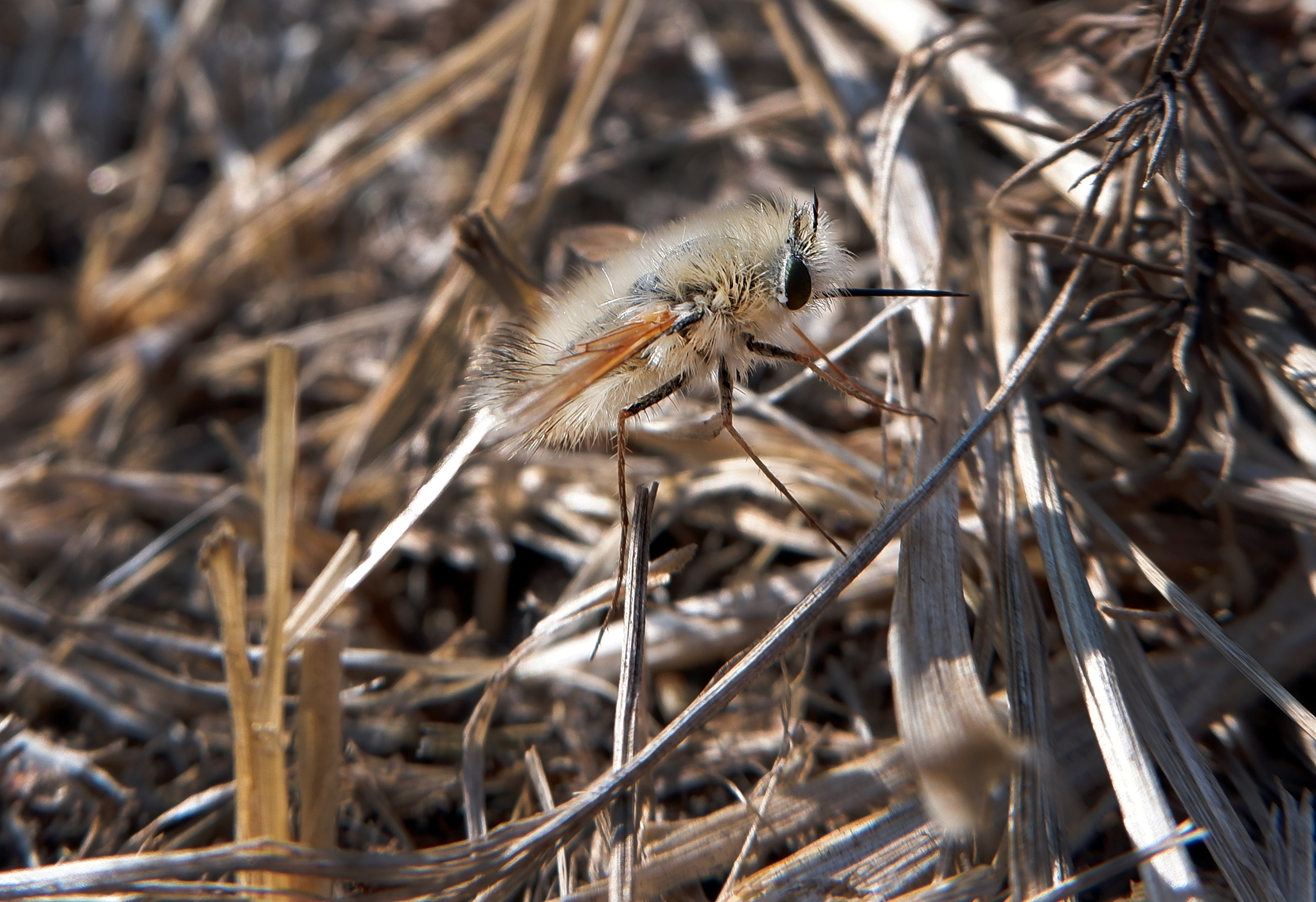 Nature of the Voronezh region 2 - Voronezh region, Nature, Insects, The photo, Longpost