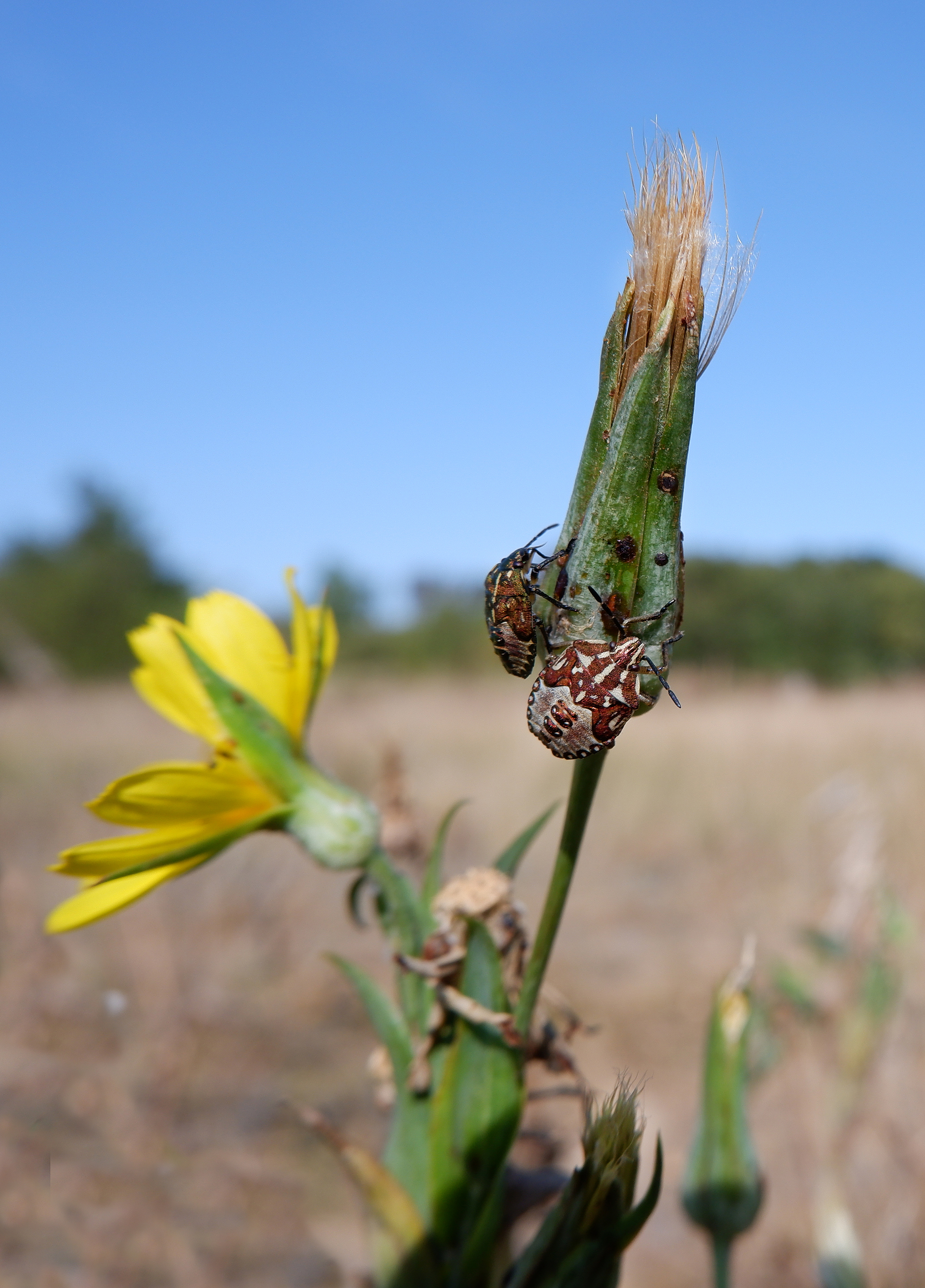 Nature of the Voronezh region 2 - Voronezh region, Nature, Insects, The photo, Longpost