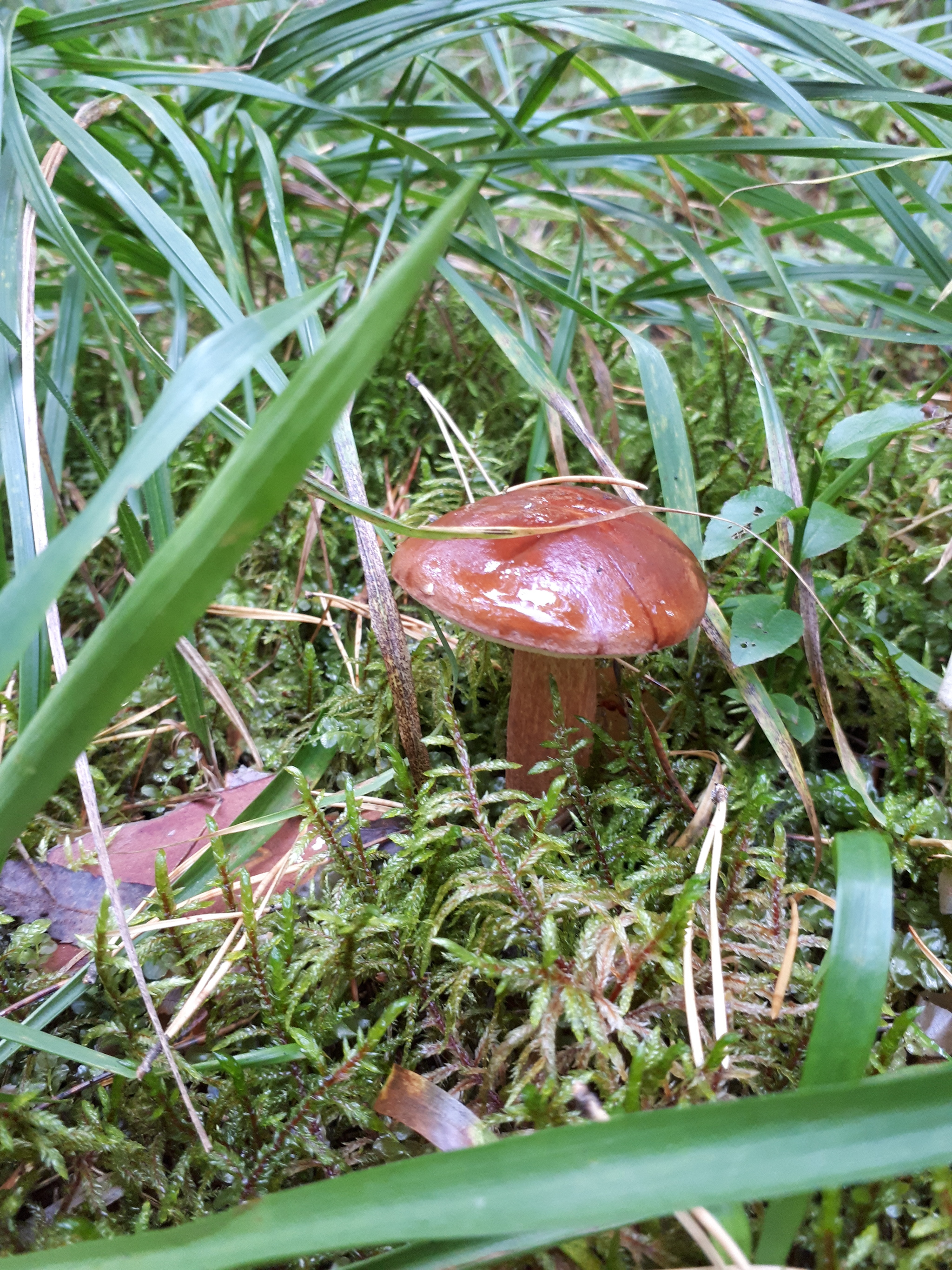 - There are no fish here! Who says that!? - My, Mushrooms, White, Chanterelles, Balashikha, Silent hunt, Walk in the woods, Longpost