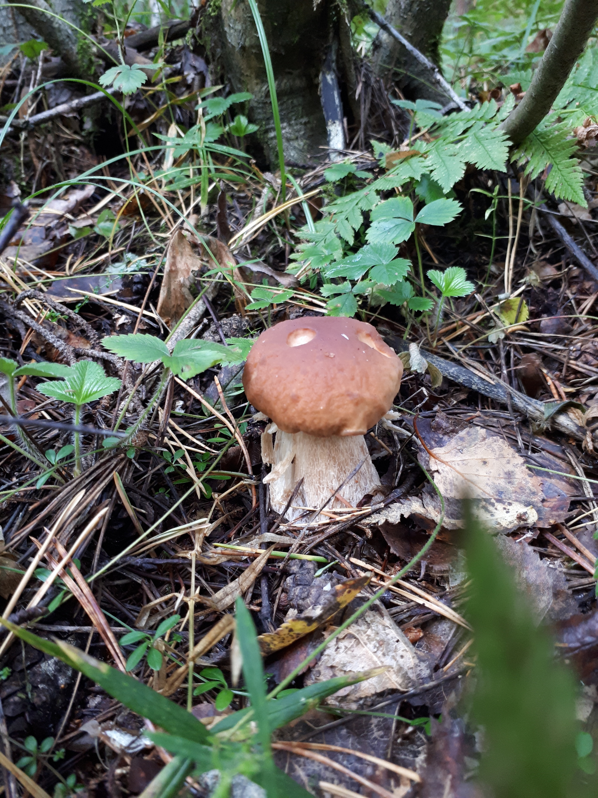 - There are no fish here! Who says that!? - My, Mushrooms, White, Chanterelles, Balashikha, Silent hunt, Walk in the woods, Longpost