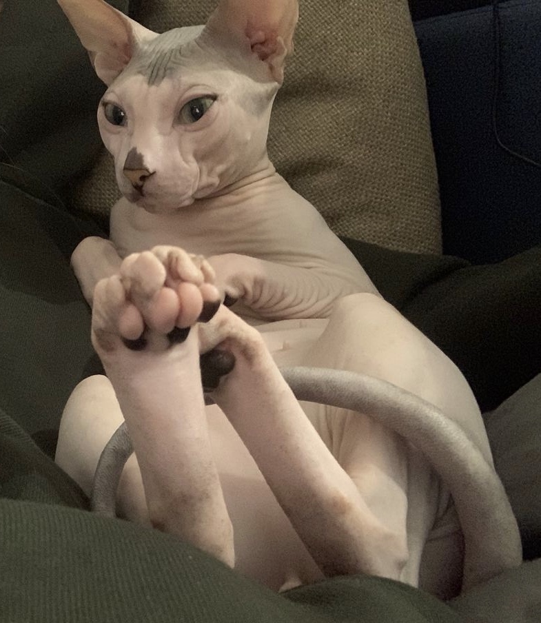 Jesus - My, cat, Don Sphynx, Paws