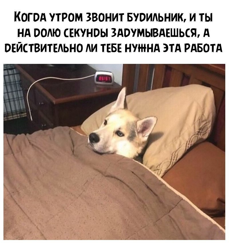 It's never a good morning - Dog, Picture with text, Situation, Morning, Alarm