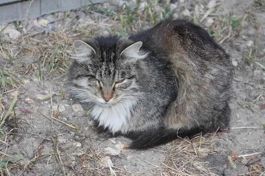 Жизнь домашнего приюта Котоленд 249 - Моё, Кот, Приют, Липецк, Приют Котоленд, Доброта, Помощь, В добрые руки, Длиннопост