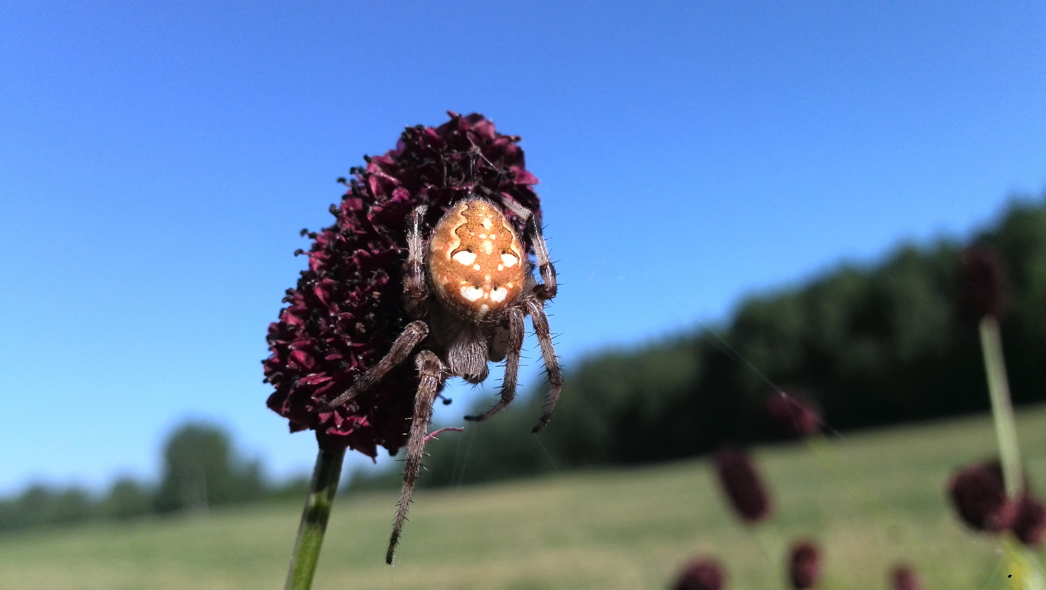 Spider - My, Spider, Arthropods, Summer, Longpost