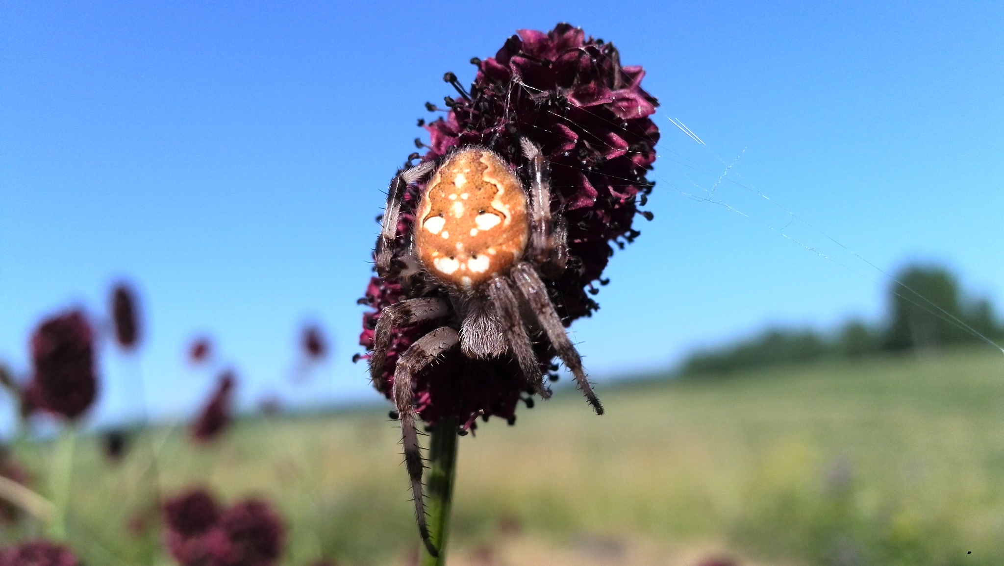 Spider - My, Spider, Arthropods, Summer, Longpost