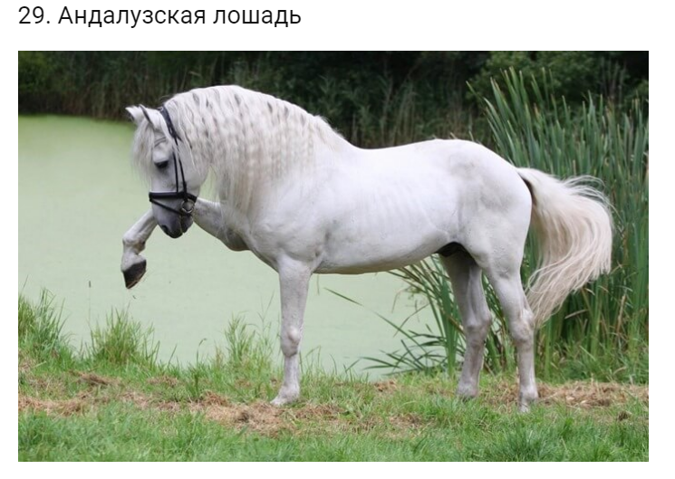 Красивые Лошади