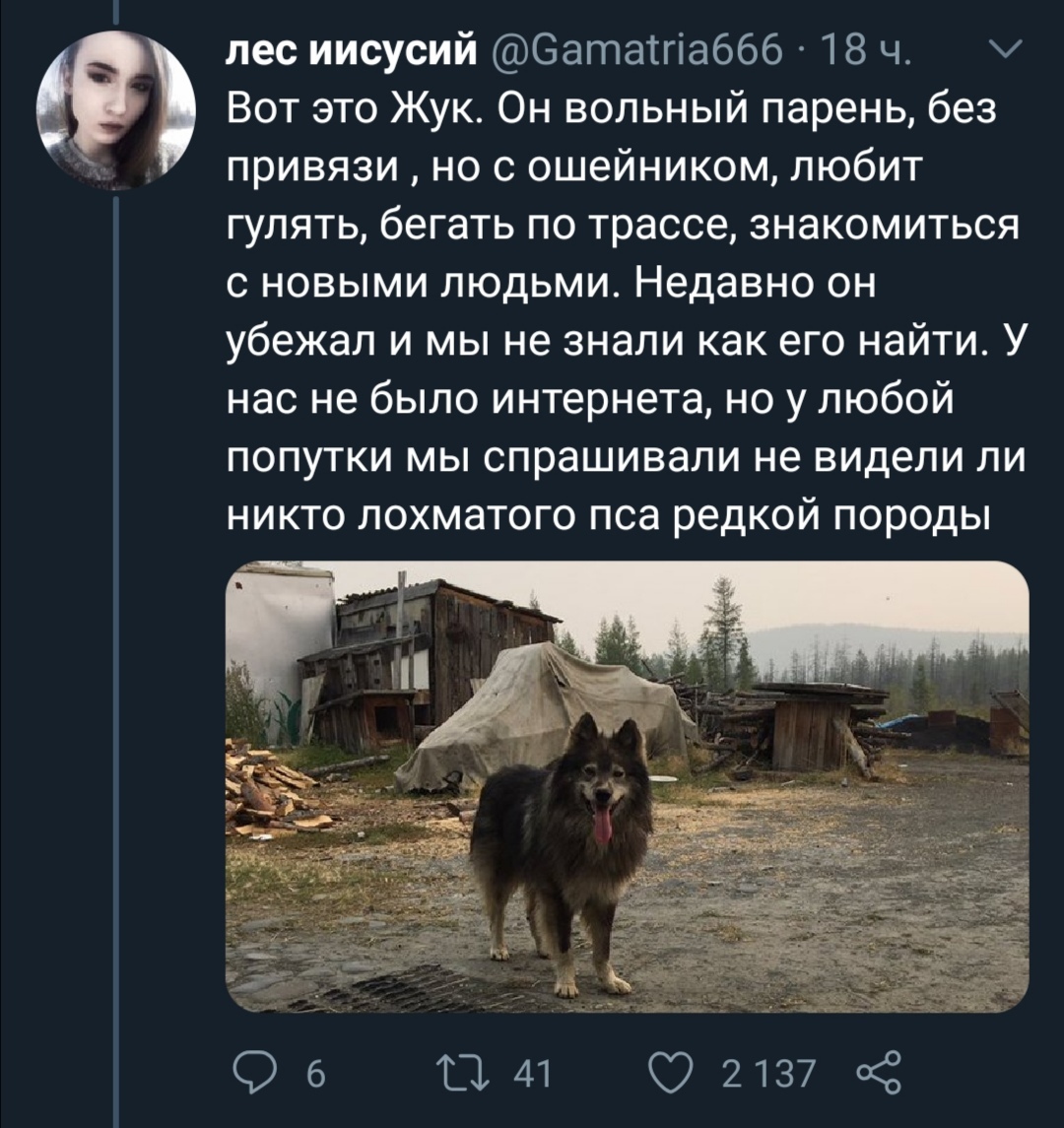 Reply to the post “The dog ran with me across Kolyma” - Dog, Magadan, Twitter, Reply to post, Longpost