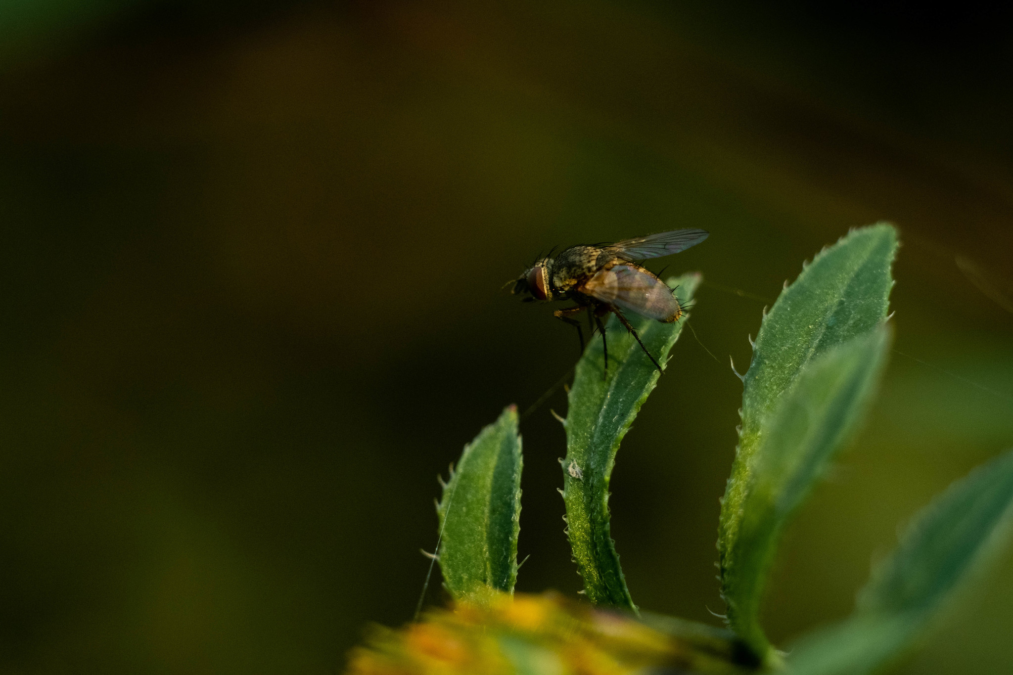 Early morning, temperature about +5, very cold, but it was worth it, a great series of pictures came out - My, Macro photography, The photo, Longpost, Spider