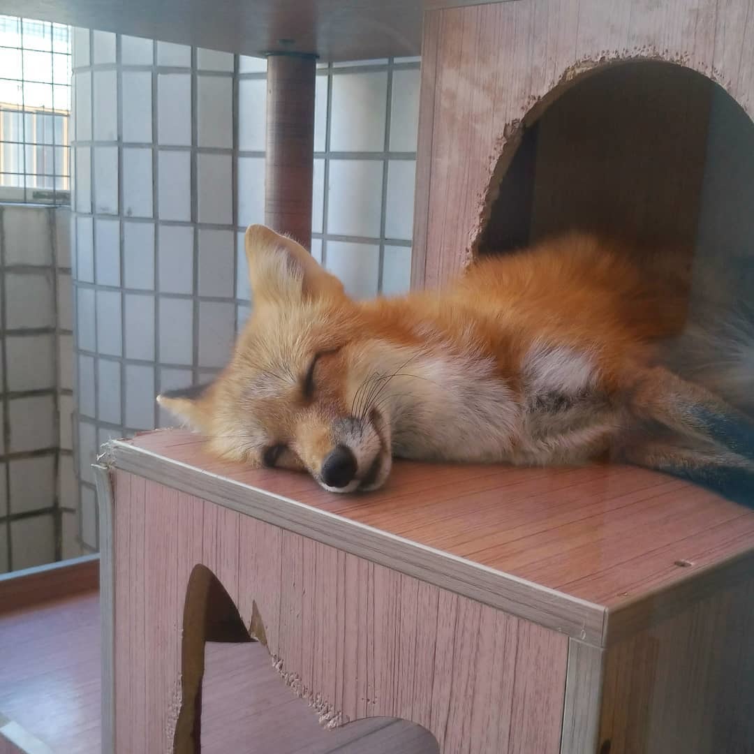 I'm in the house! - Fox, Animals, Pets, Domestic fox, The photo, I'm in the house, Longpost