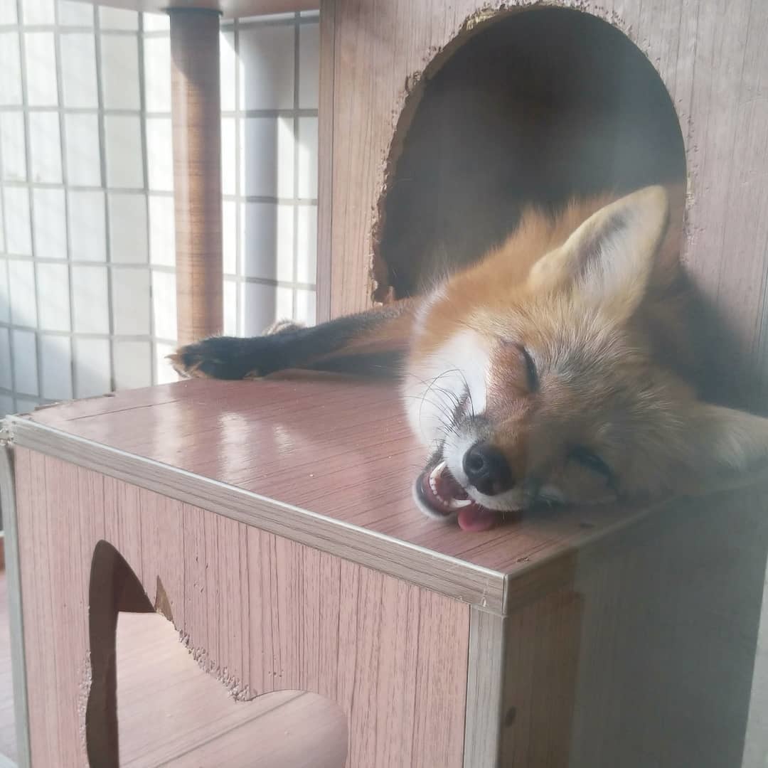 I'm in the house! - Fox, Animals, Pets, Domestic fox, The photo, I'm in the house, Longpost