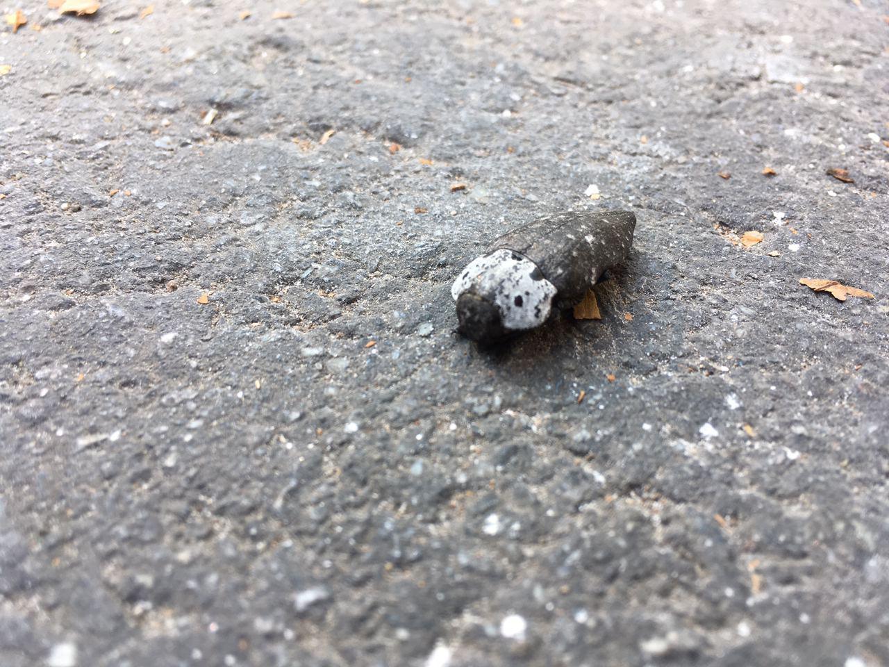 Неведомый жук | Пикабу