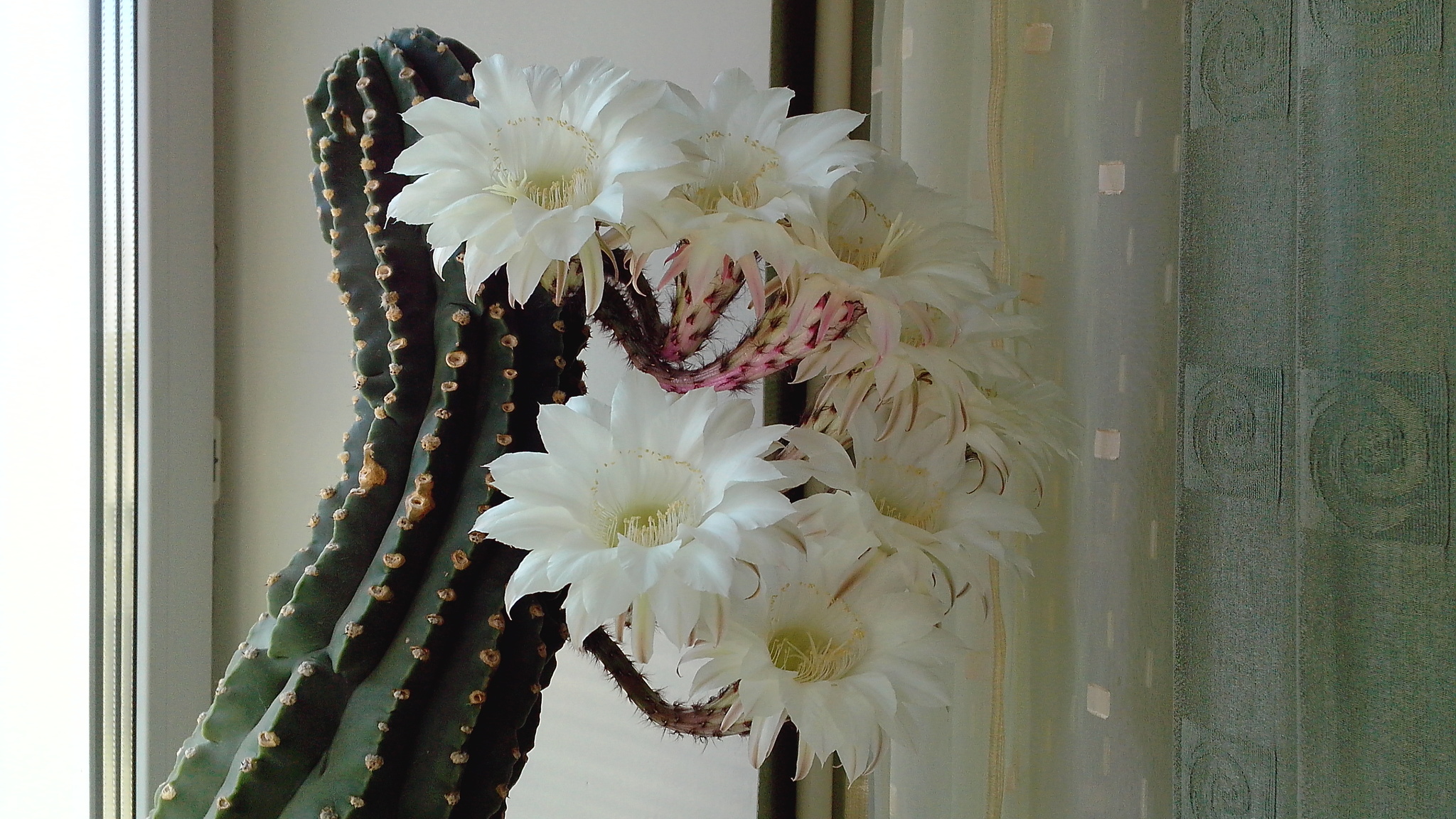The cactus bloomed - My, Cactus, Echinopsis cactus, Blooming cacti, Houseplants, Flowers, The photo