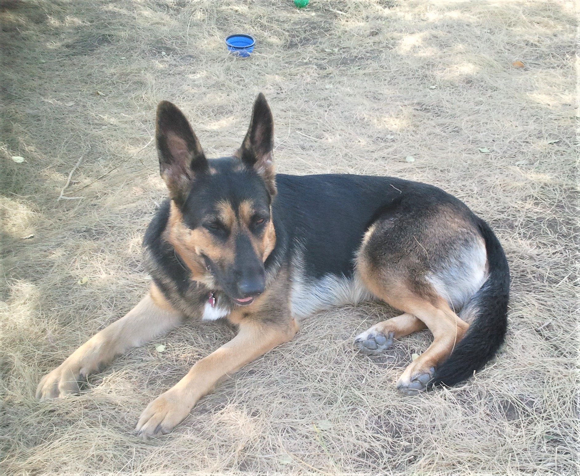 Train the owner? Easy and simple, any dog ??can do it - My, Dog, Pets, German Shepherd, Yandex Zen, Longpost