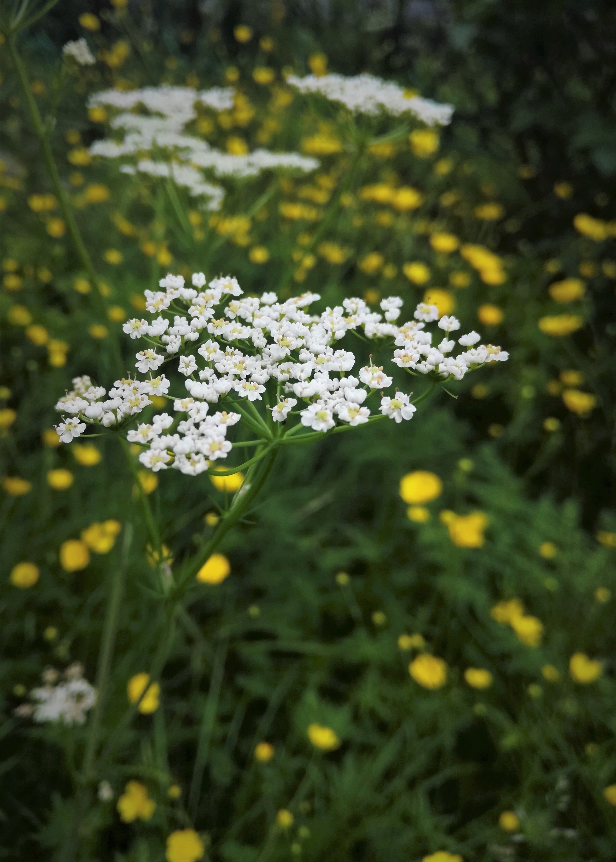 Yarrow - My, The photo, Flowers, Mobile photography, Longpost