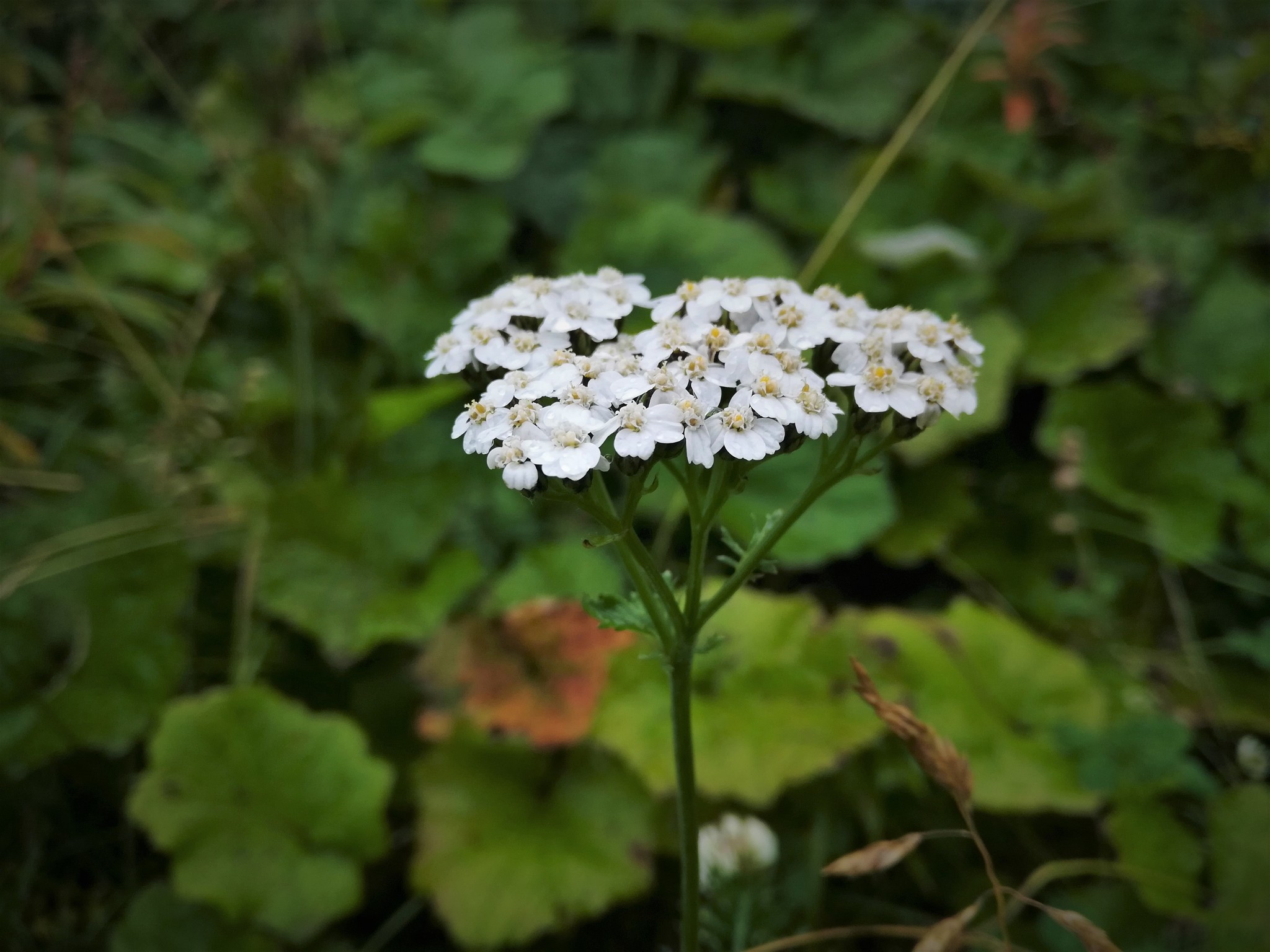 Yarrow - My, The photo, Flowers, Mobile photography, Longpost