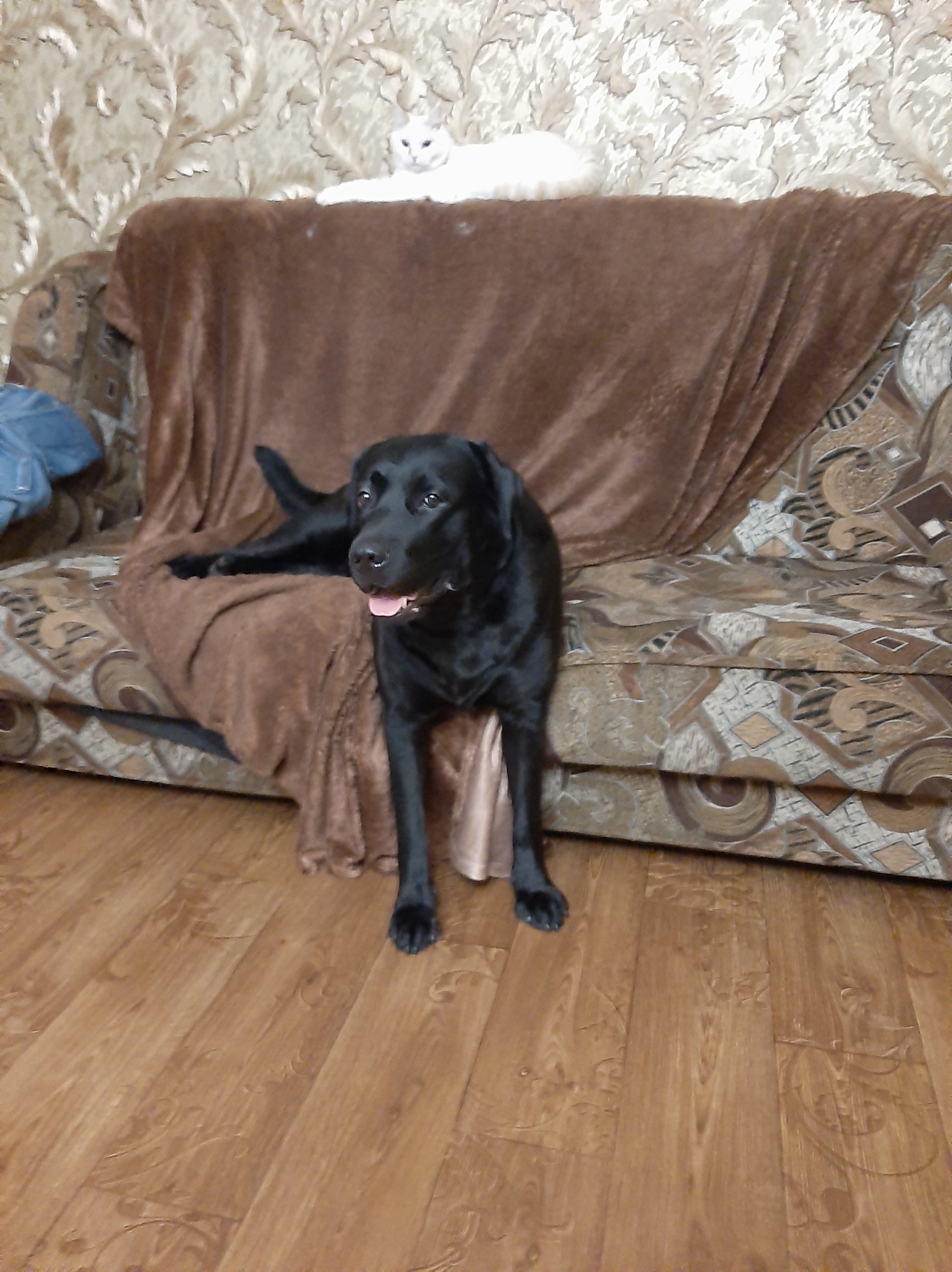 You can’t go on the sofa, but you can do it a little - My, Labrador, Dog