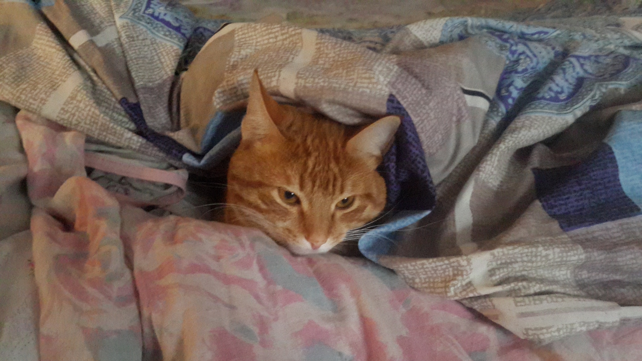 When it gets warmer then I’ll crawl out from under the blanket - My, cat, Cold, Freezing, Redheads