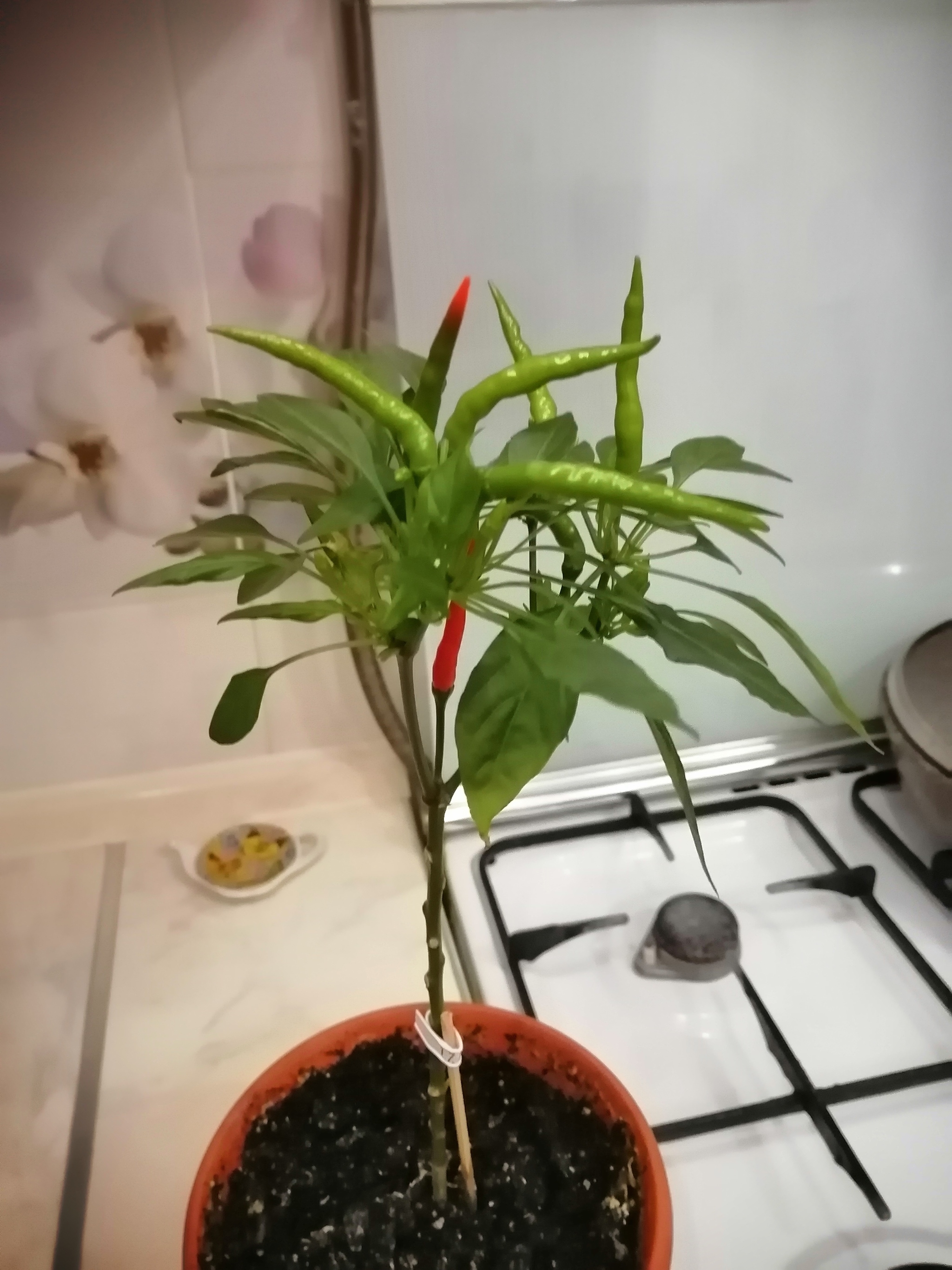 Peppers, tell me what variety this is, please - My, Pepper farming, Hot peppers, Longpost