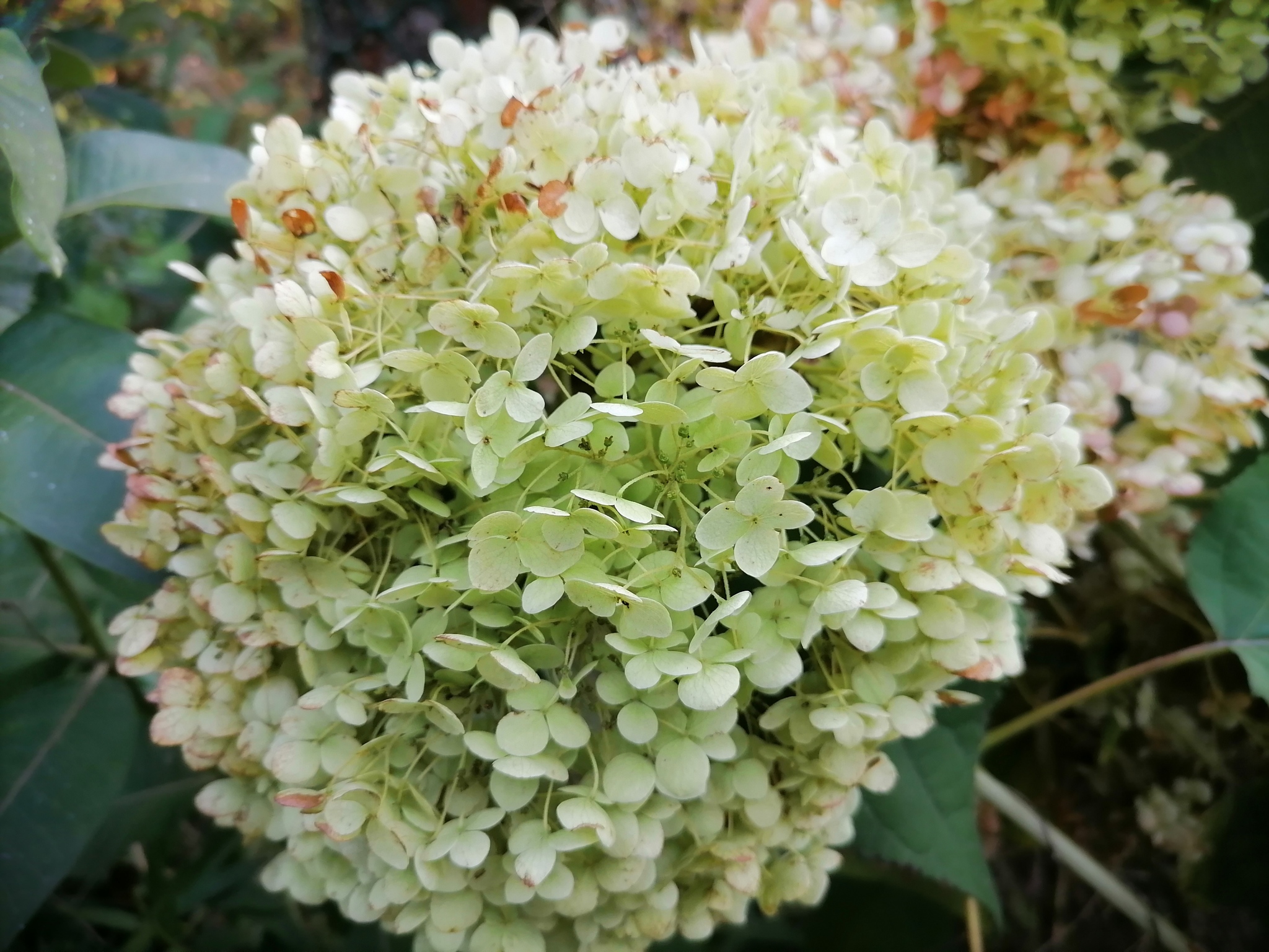 Autumn flowers - My, Autumn, Flowers, Dacha, Longpost