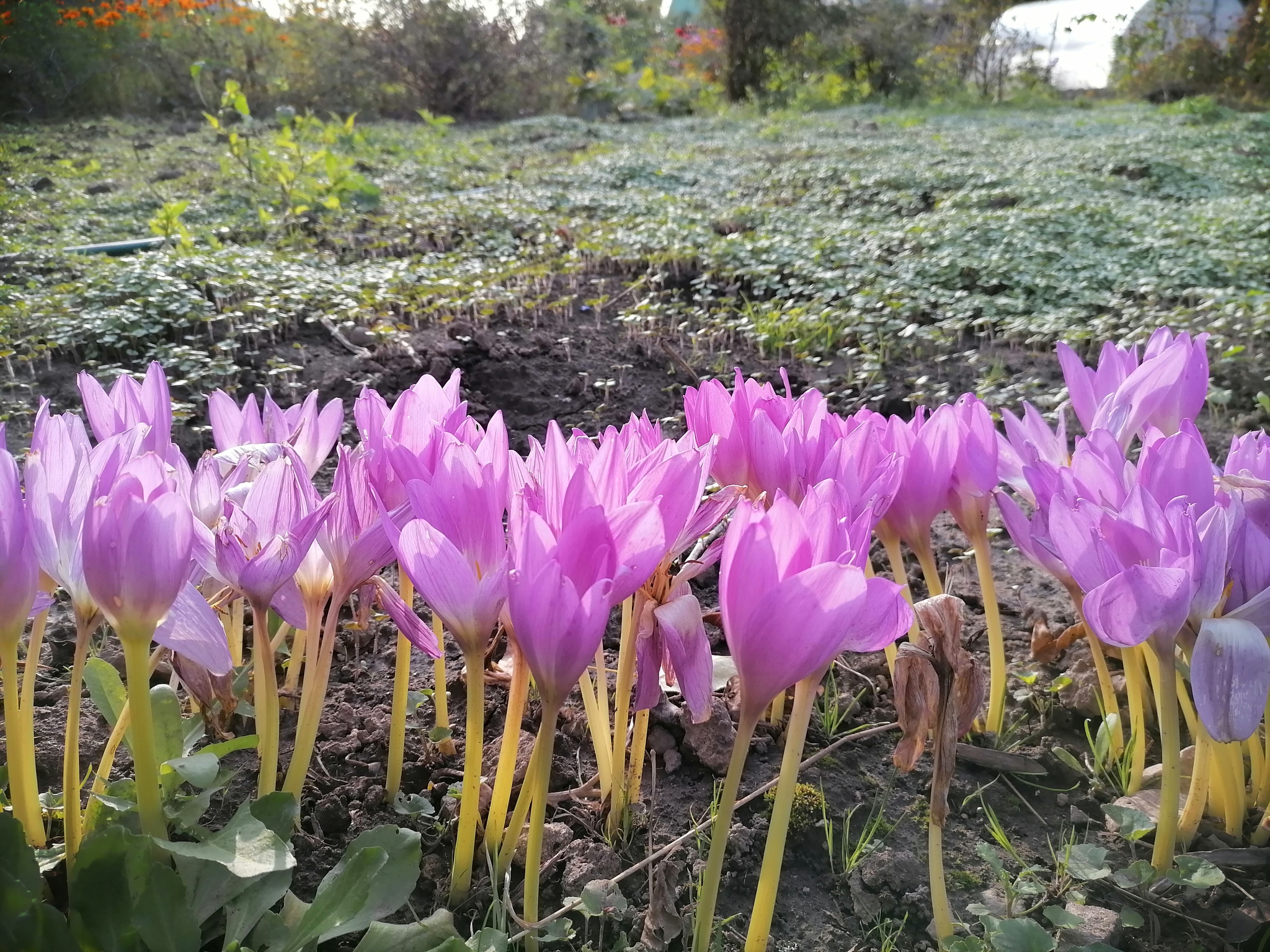 Autumn flowers - My, Autumn, Flowers, Dacha, Longpost