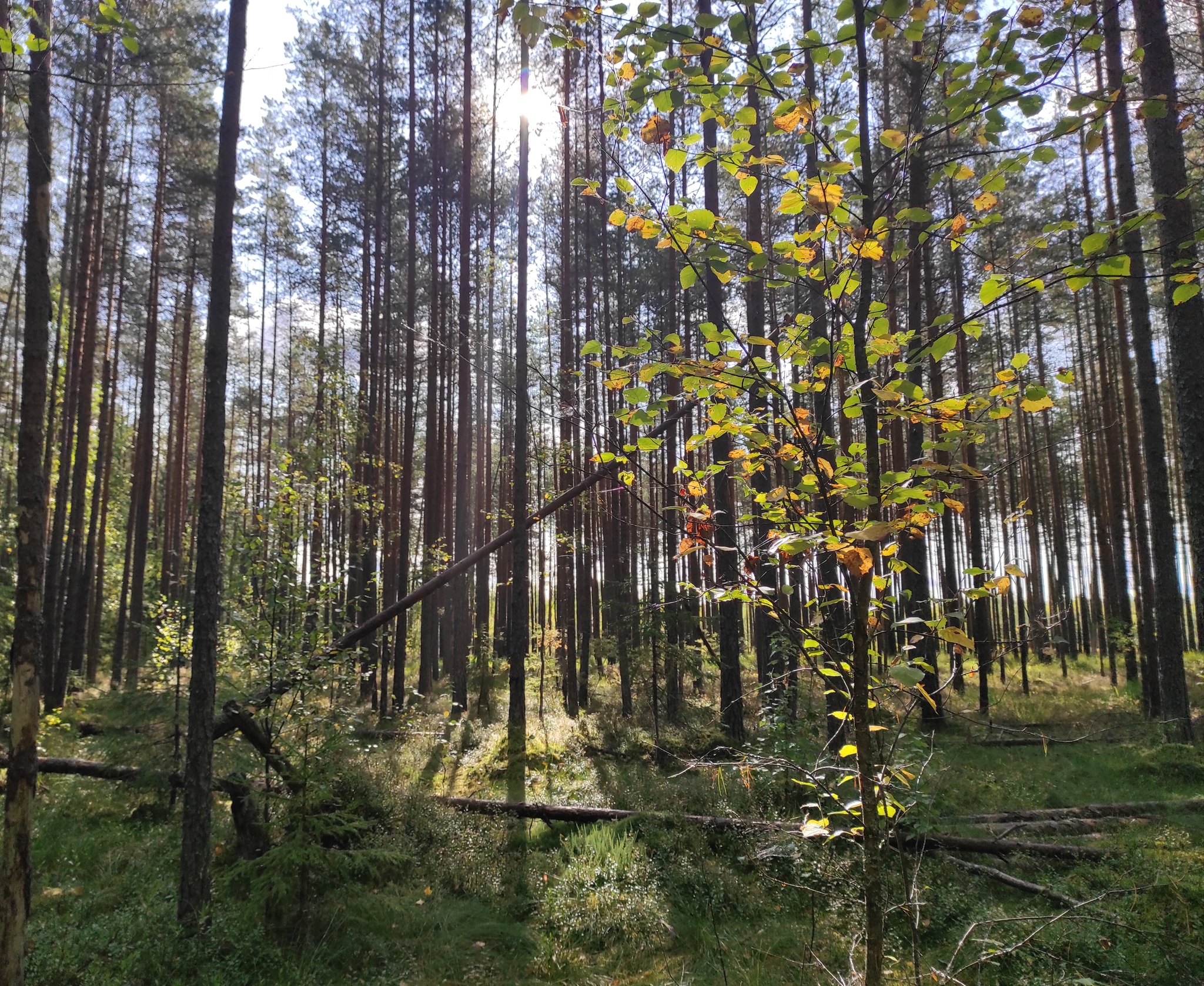 А на болоте клюква - Моё, Мобильная фотография, Клюква, Росянка, Природа, Длиннопост