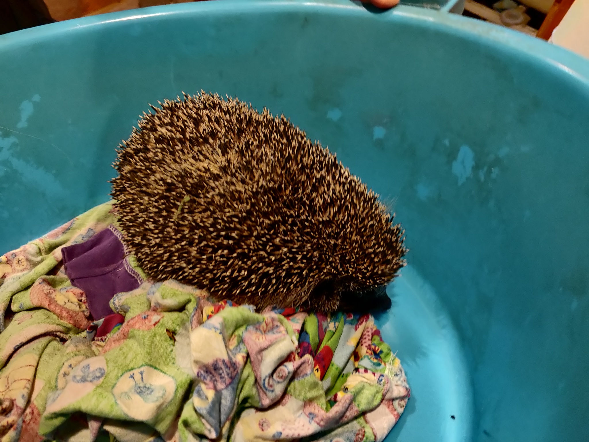 Hedgehog found in Nizhny Novgorod - My, Hedgehog, Found, Longpost