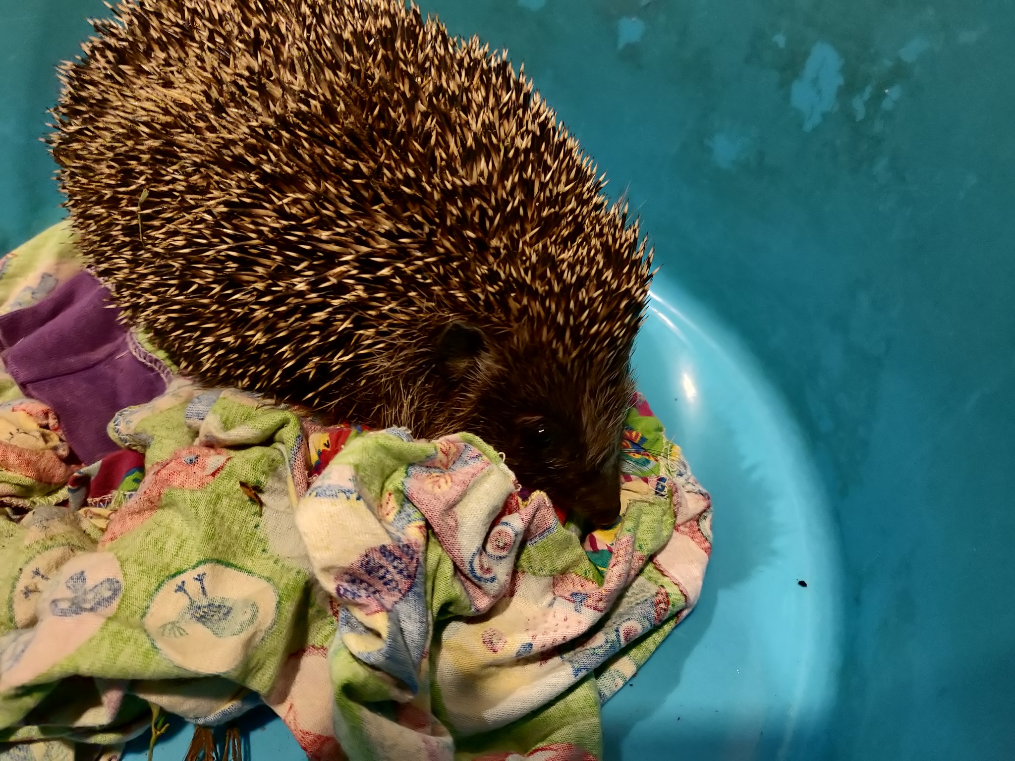 Hedgehog found in Nizhny Novgorod - My, Hedgehog, Found, Longpost