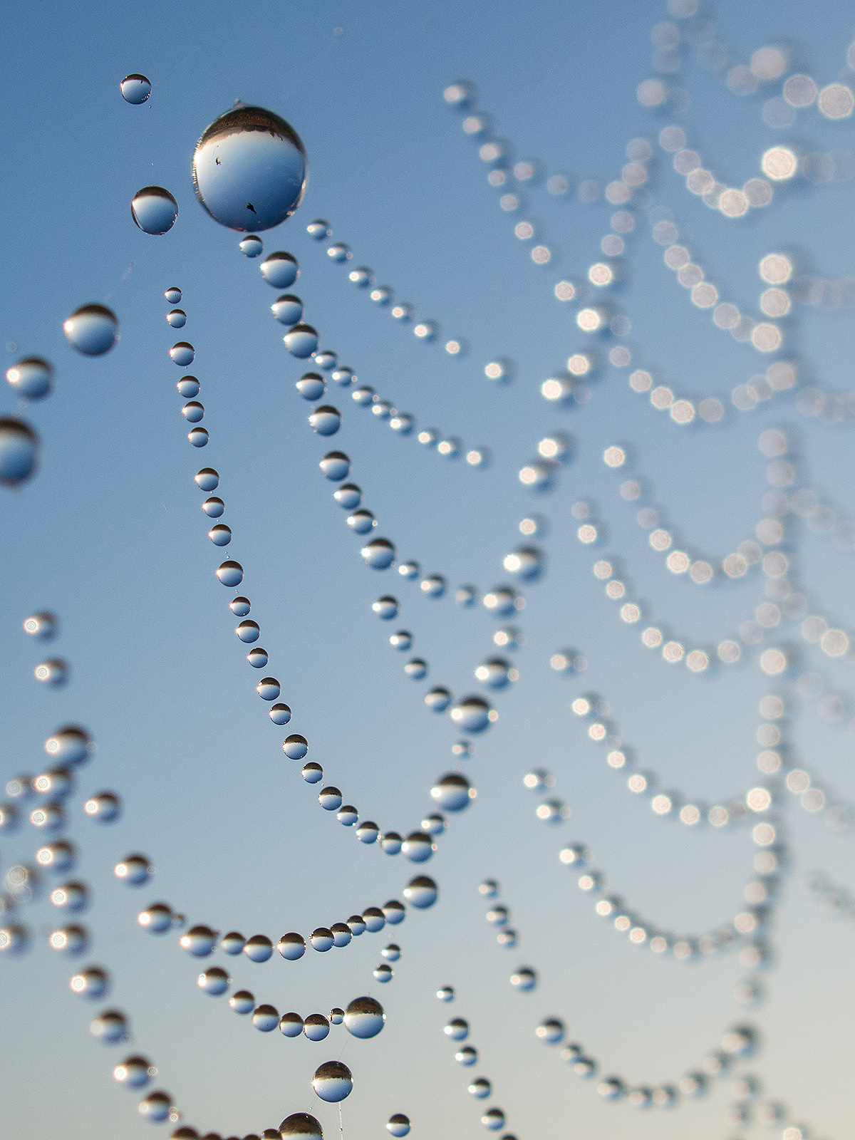 Dew drops - My, The photo, Macro, Macro photography, Dew