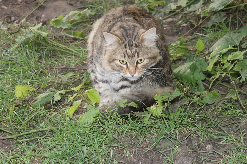 Жизнь домашнего приюта Котоленд 250 - Моё, Кот, Приют, Доброта, Помощь, Липецк, Приют Котоленд, Длиннопост, В добрые руки