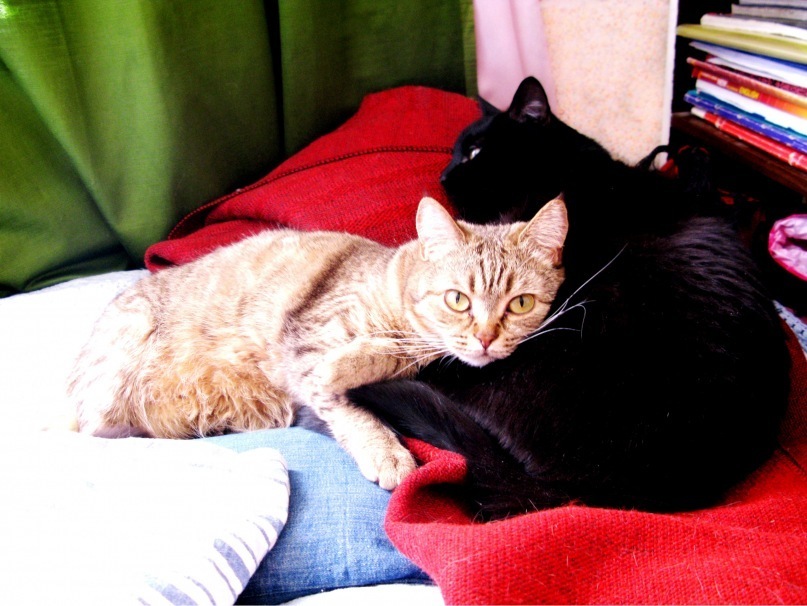 Cat love - My, Love, cat, Cat lovers, Milota, Sweet couple, Redheads, Black cat, Hugs