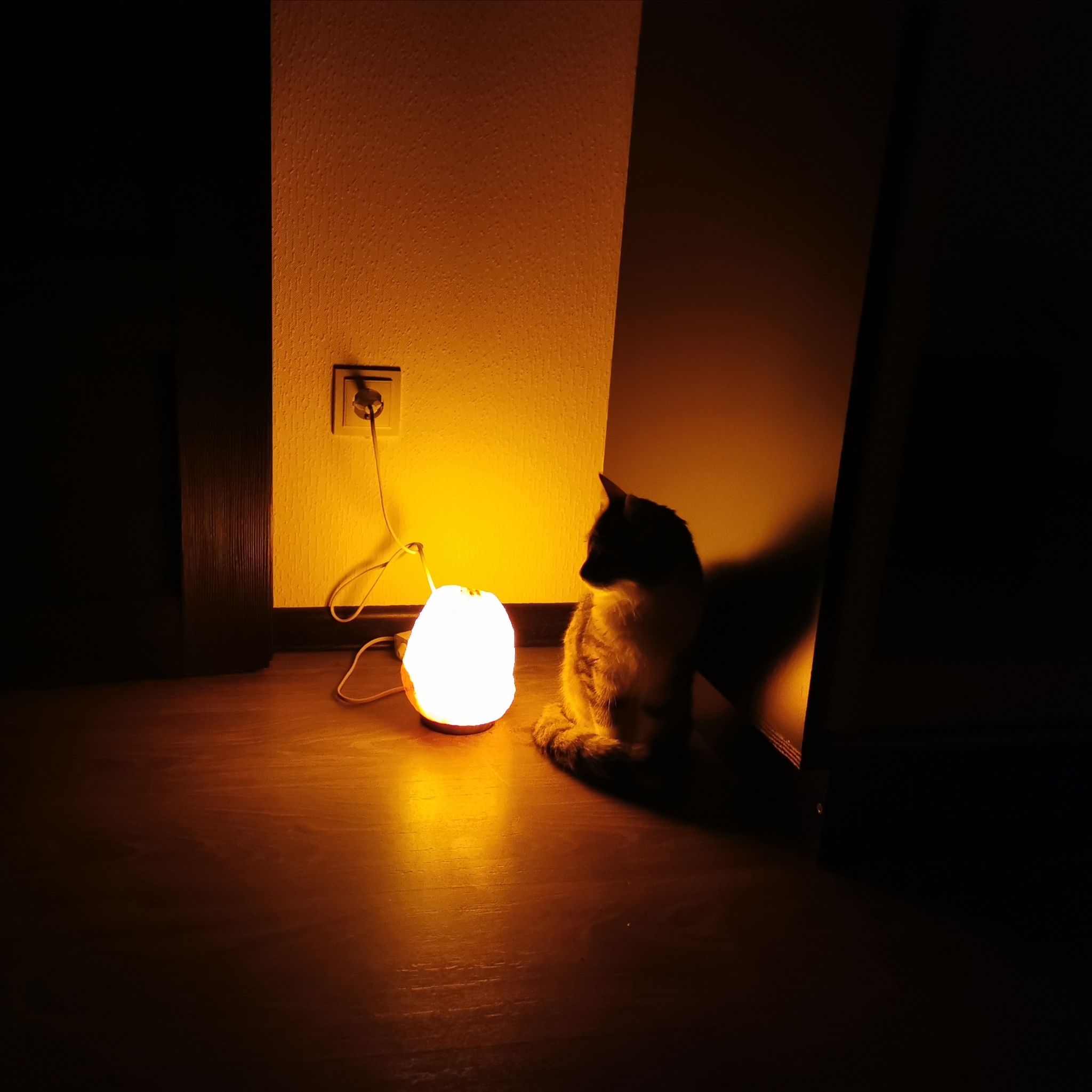 Catolamp - My, Pets, Cat with lamp, Longpost, cat