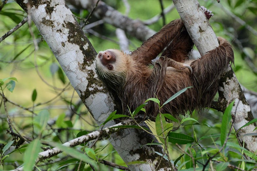 Really lazy boyfriends... - Animals, Sloth, Central America, South America, Courtship, The national geographic, Wild animals, Longpost