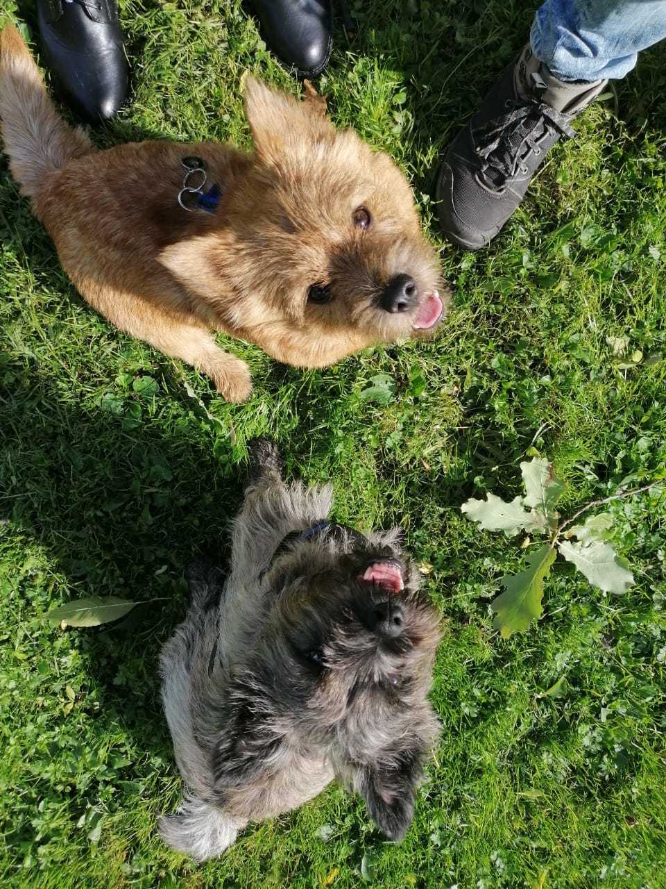 Doggies in motion - My, Dog, Pets, Norwich, Core, Longpost