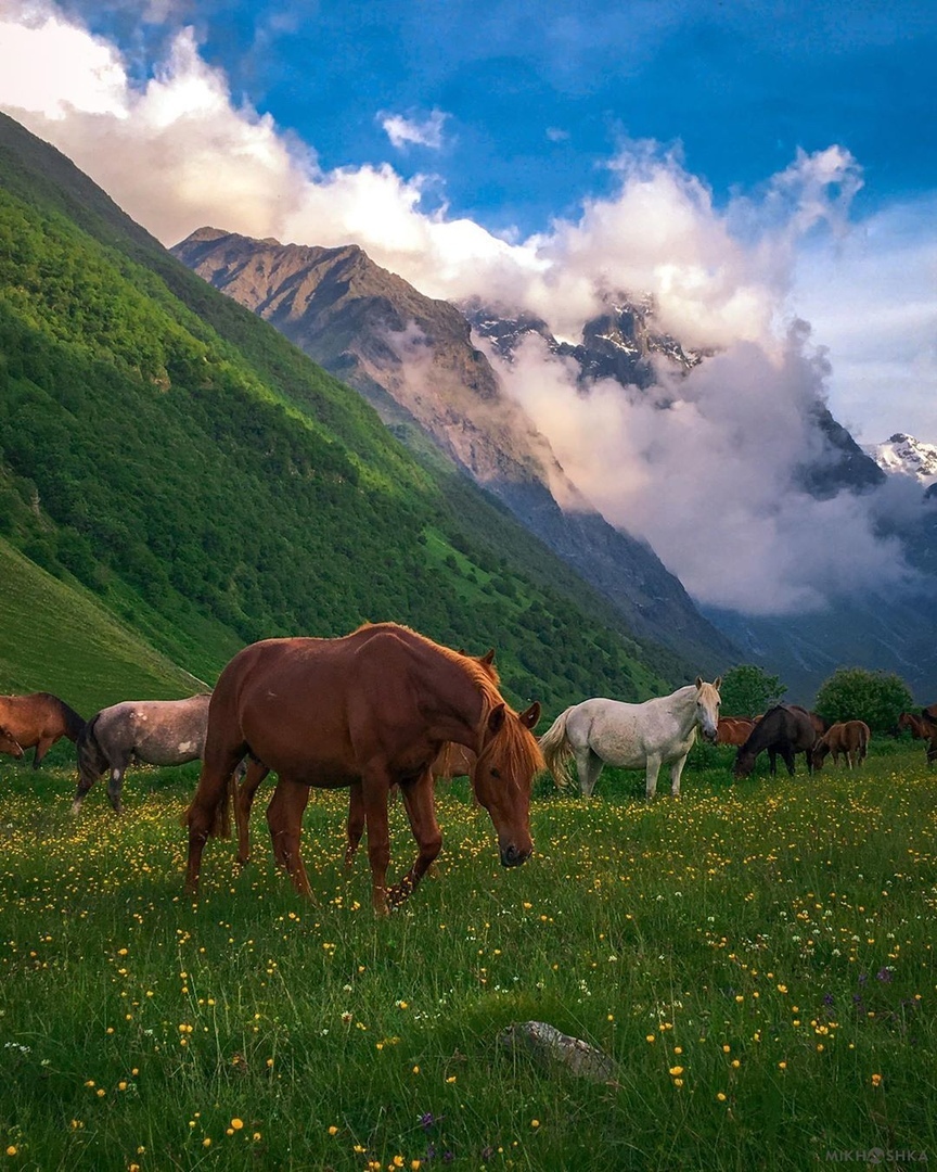 North Ossetia Alania - The photo, Nature, Russia, North Ossetia Alania, The mountains, Sky, Clouds, Flowers, Horses, Lake, Forest, Longpost