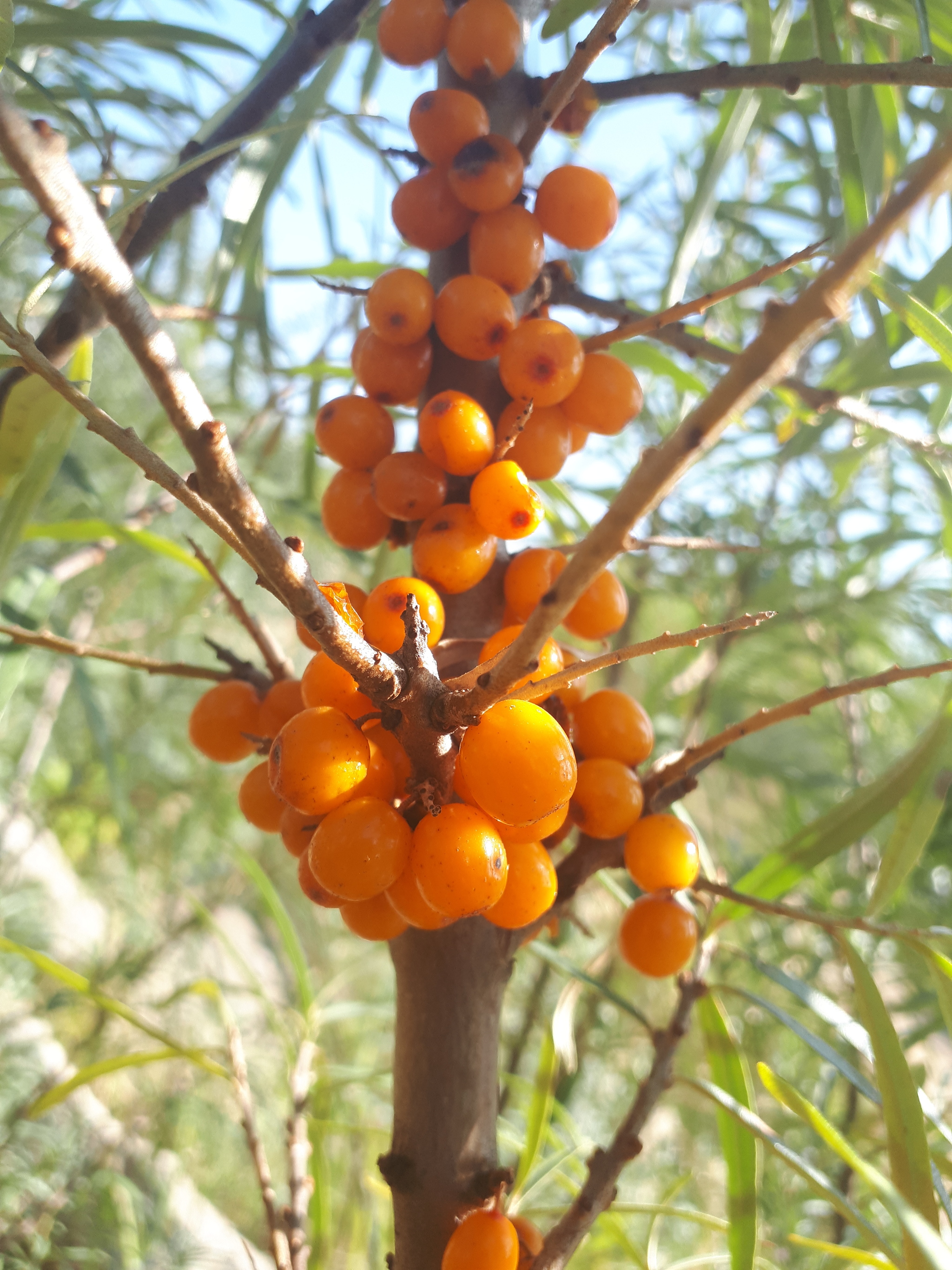 We went for sea buckthorn - Walk, Sea buckthorn, Joy, Longpost