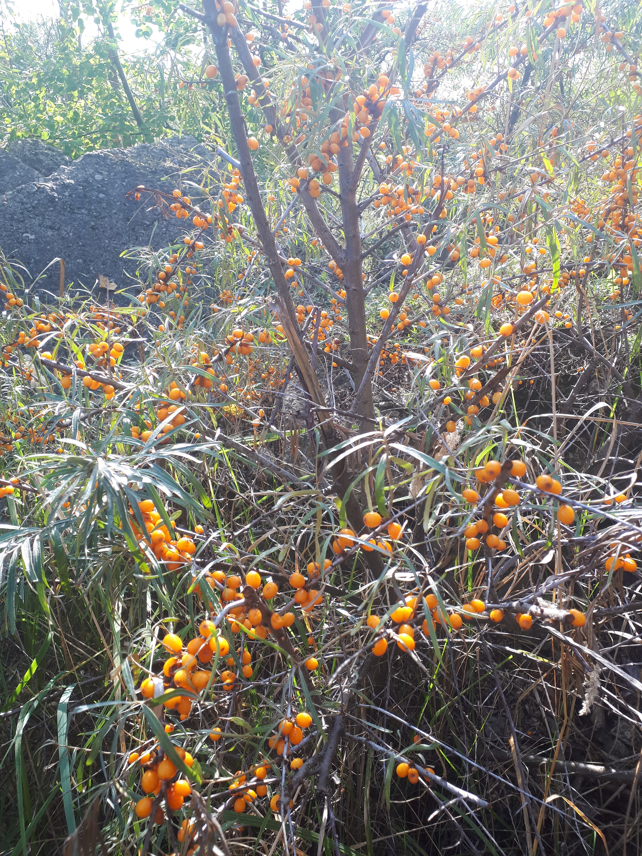 We went for sea buckthorn - Walk, Sea buckthorn, Joy, Longpost