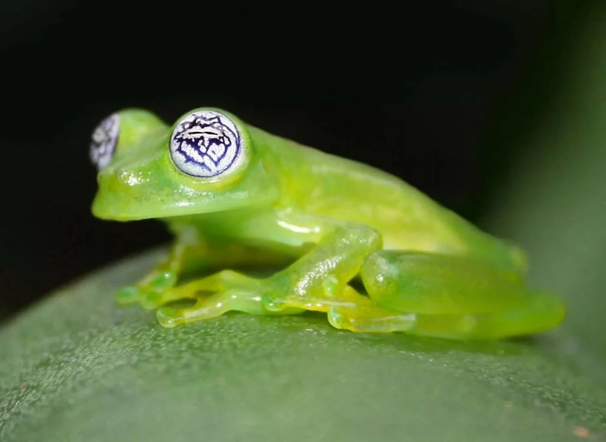 Glass frog: Who spat on the leaf? Invisible people with transparent body - Frogs, Glass, Animals, Yandex Zen, Longpost