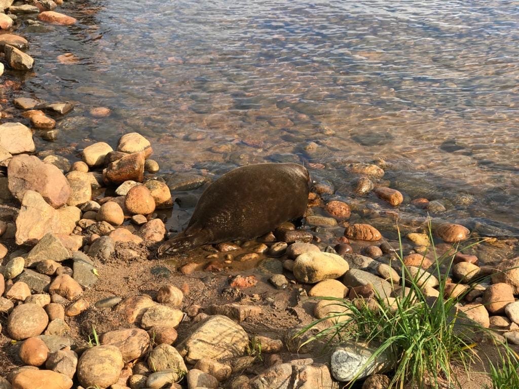 Round-sided seal Kraskova: miracles of camouflage as coastal stones - Seal, Milota, Seal, Ladoga lake, Longpost, Animals, Marine life, The photo, Leningrad region, Friends of the Baltic Seal Foundation