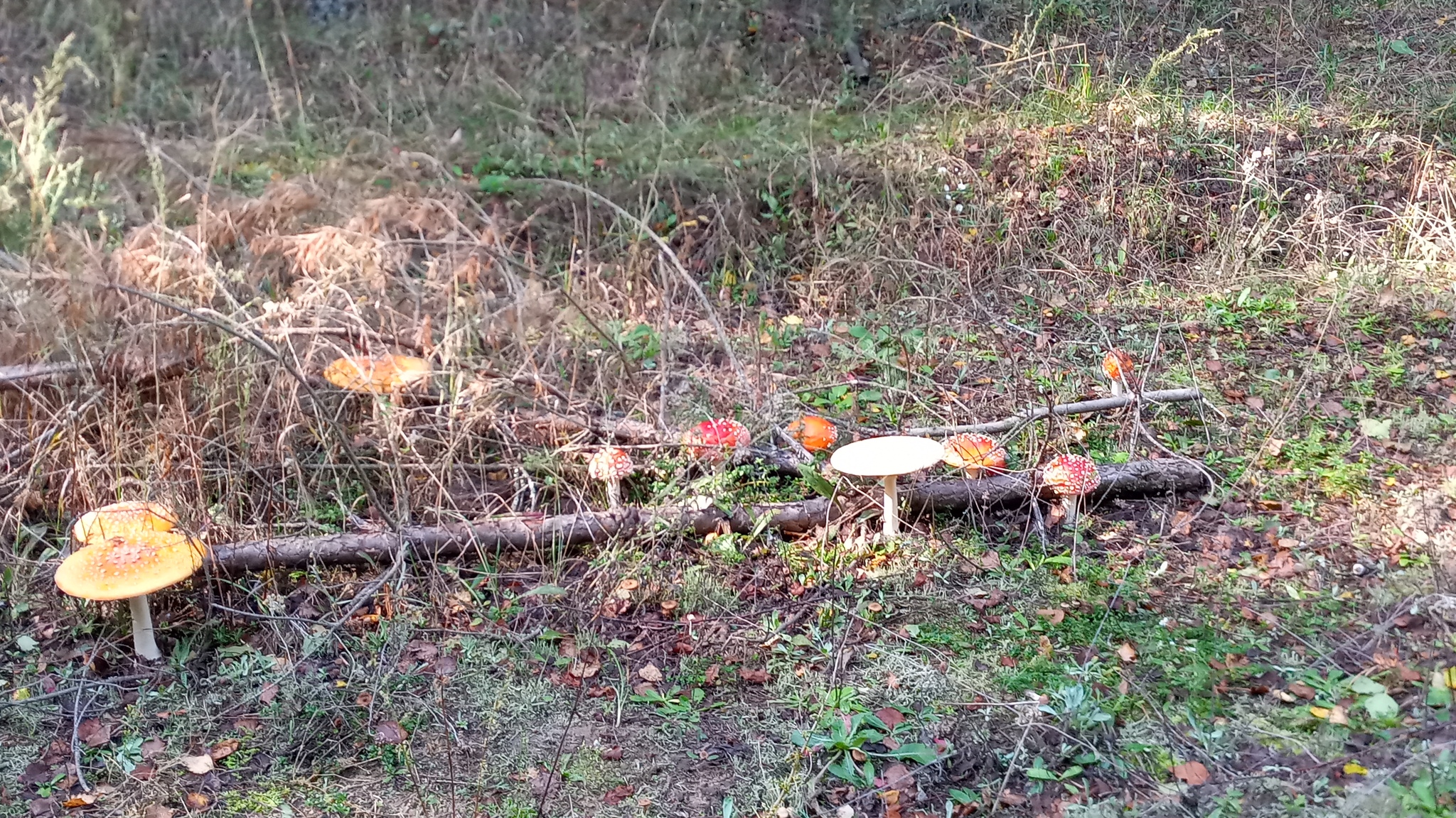 Is it possible to eat Red Fly Agaric? - My, Mushrooms, Autumn, Forest, Fly agaric, Longpost