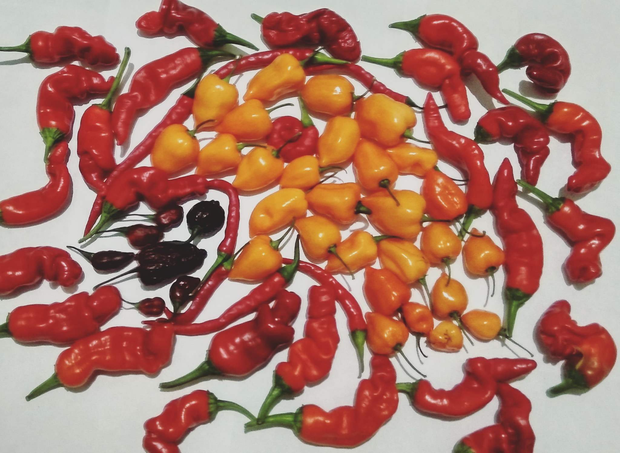 Pepper paintings - My, Pepper, Chilli, Creation, Gardening