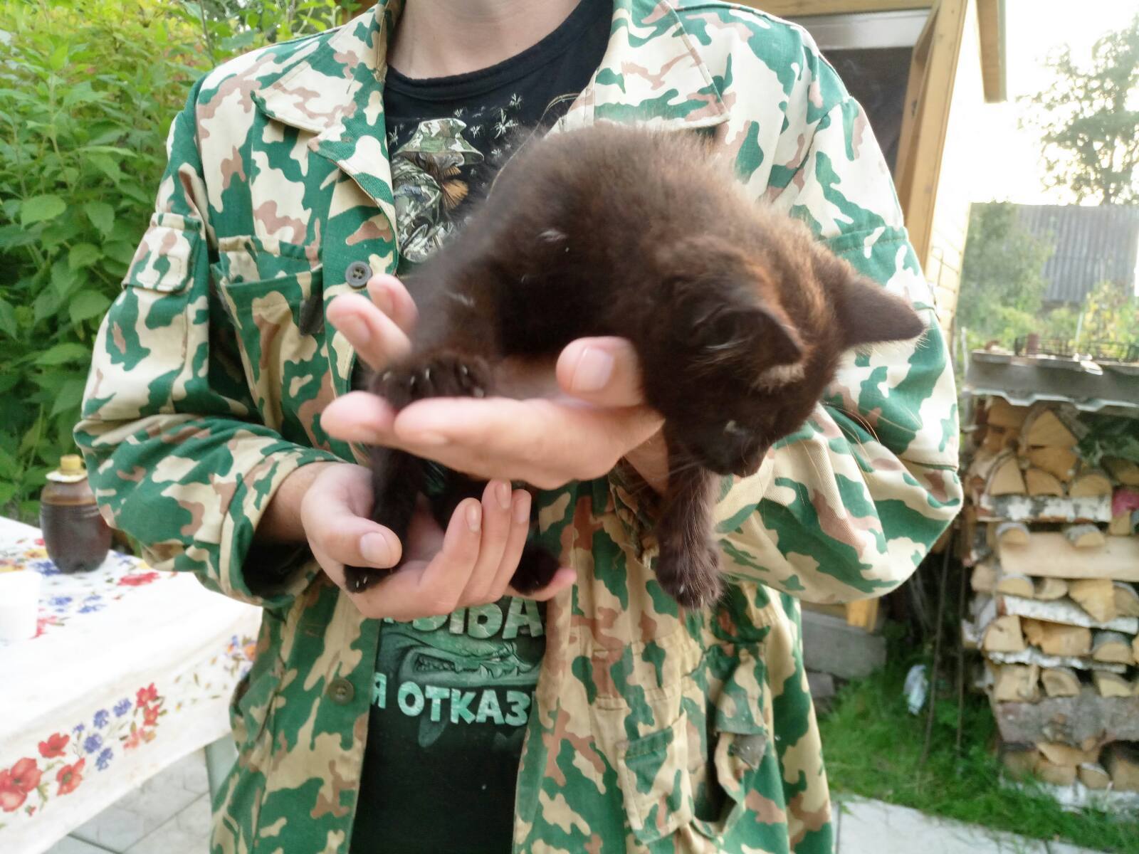 The kitten is in good hands! - My, In good hands, Shelter, Help, Wedge, Zelenograd, Longpost, cat