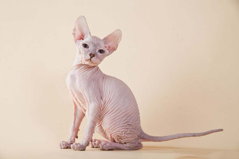 The most expensive and rare cats in the world Part 2 - cat, Animals, Milota, Longpost