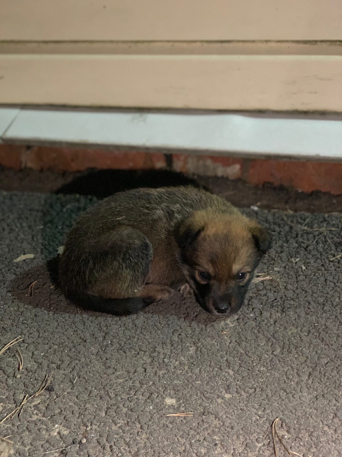 8 puppies by the road! - My, Indifference, Help, Homeless animals, In good hands, Saint Petersburg, Leningrad region, Kindness, Puppies, Longpost, Dog, No rating