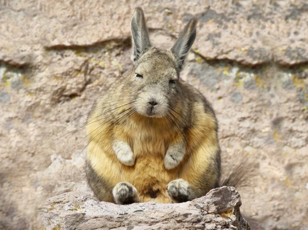 Mountain viscacha: He who understands life is in no hurry. Eternally sleepy resident of the Andes - Rodents, Yandex Zen, Animals, Milota, Longpost, Mountain Viskasha