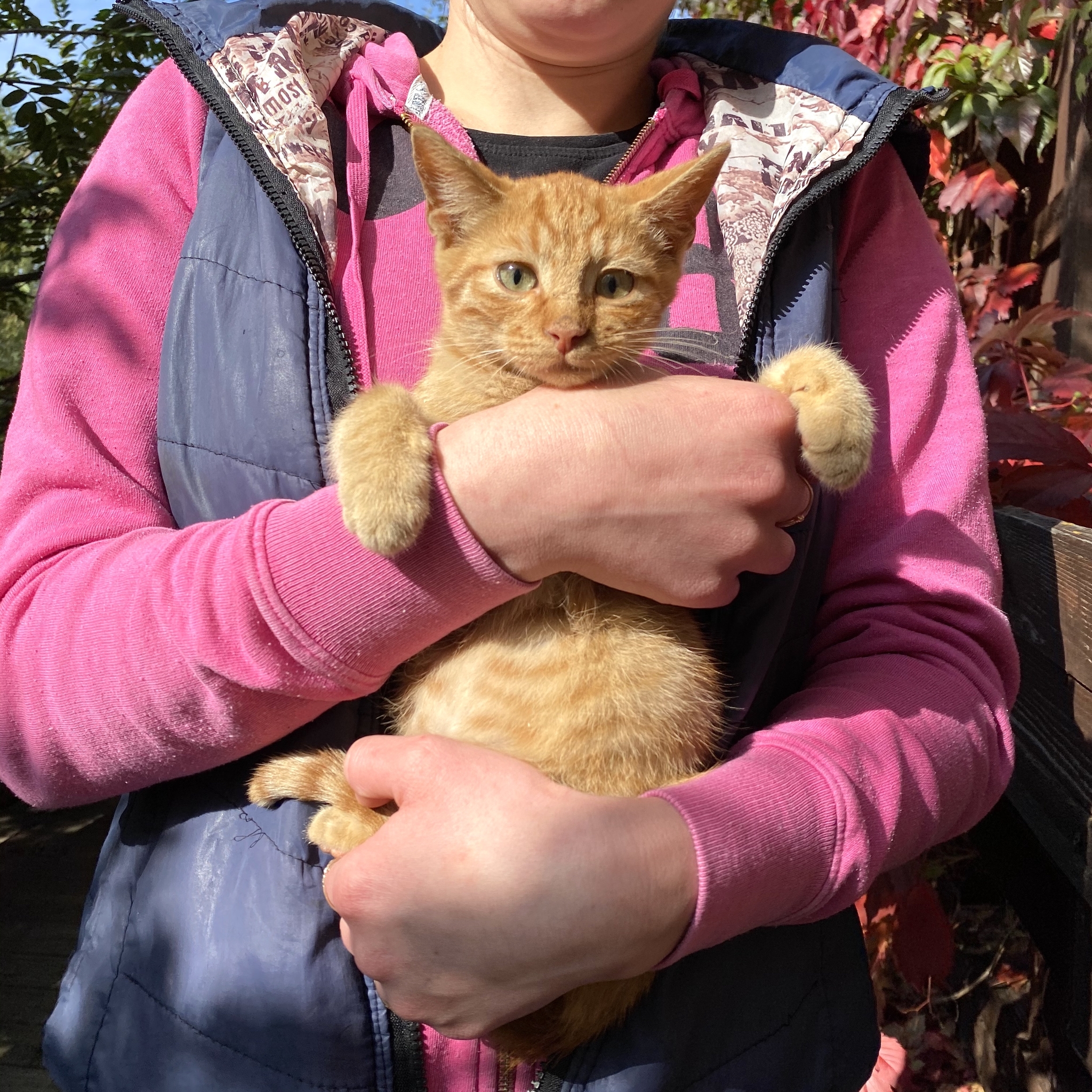 RED ANGEL! - My, cat, In good hands, Moscow, Kittens, Longpost