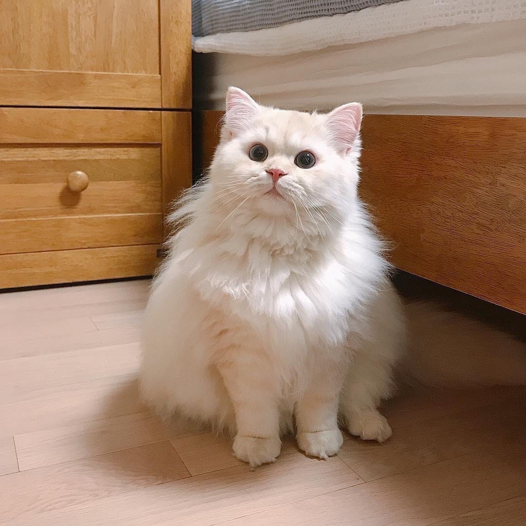 Cute cream cloud) - Milota, cat, Longpost