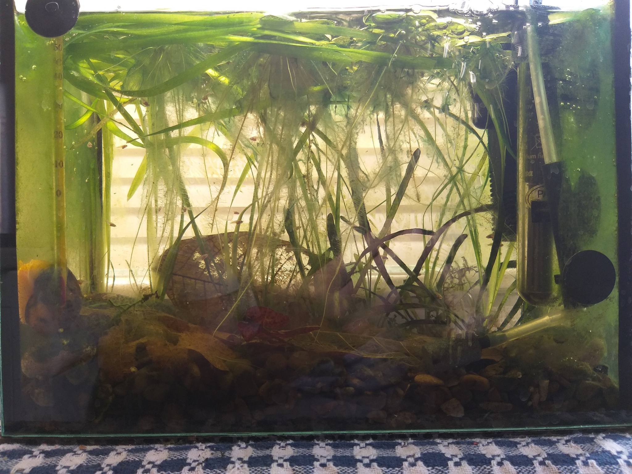 This is the biotope... - My, Longpost, Aquarium, Fry