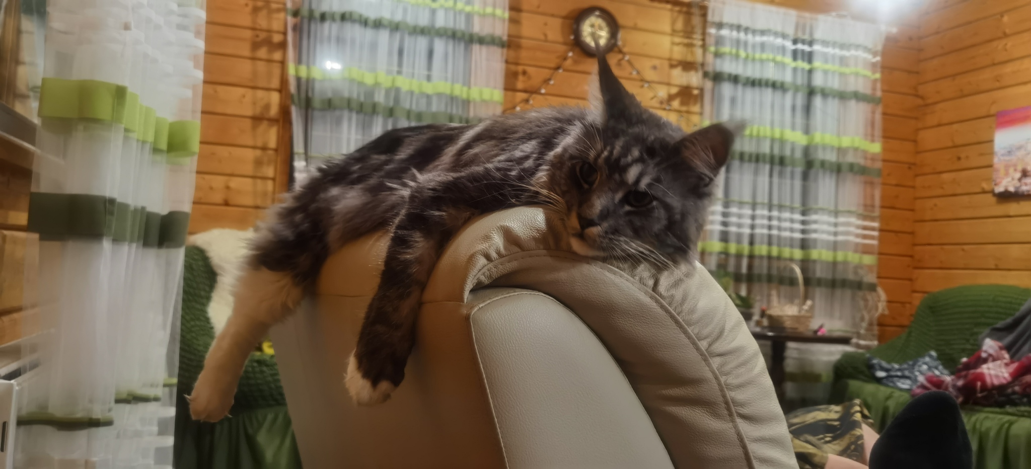 Cat chair - My, The photo, cat, Maine Coon