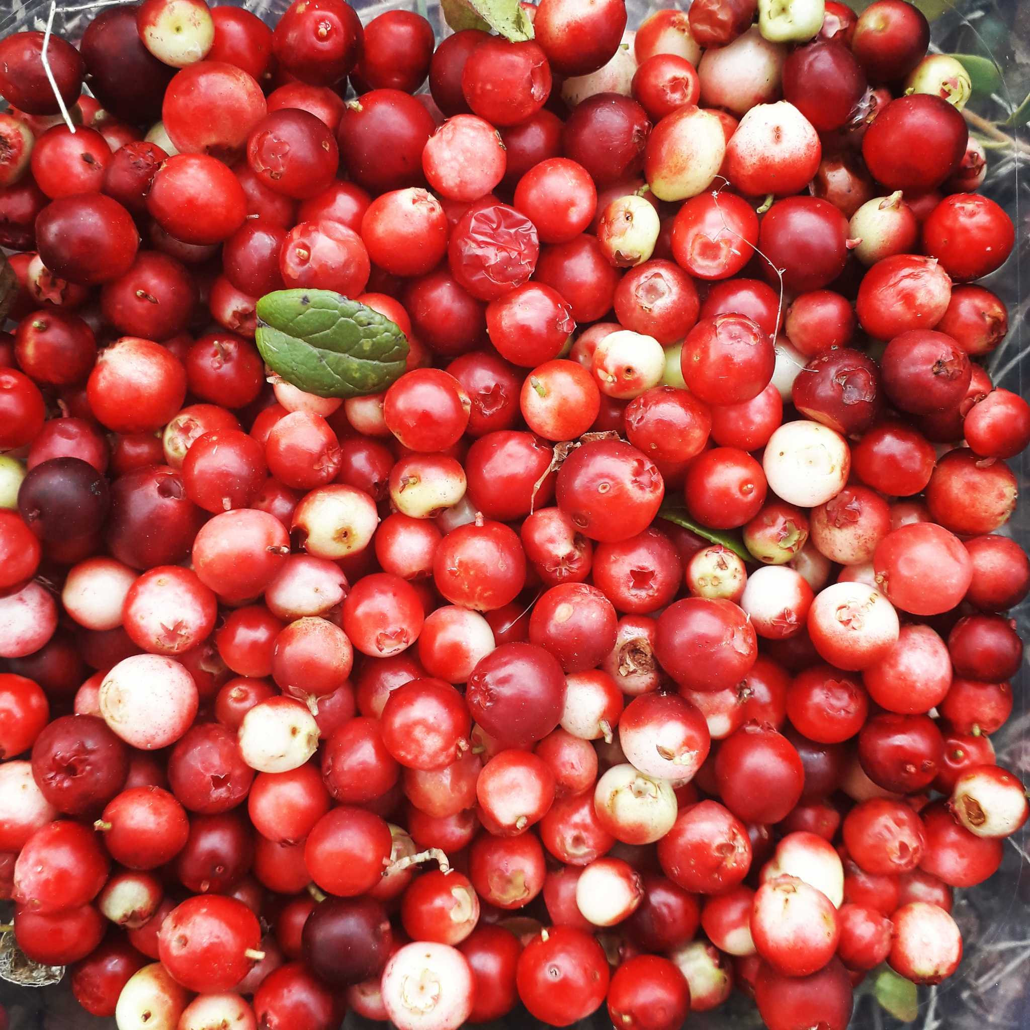 Lingonberry has gone - My, Cowberry, The photo, Nature, Sakhalin